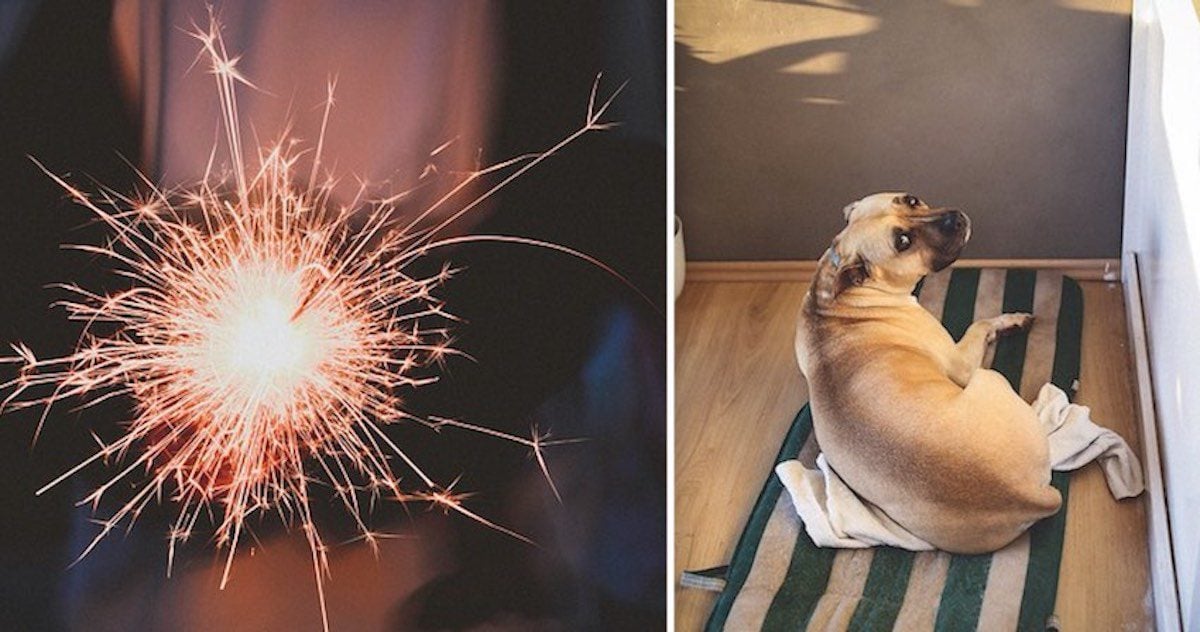 Tips for Keeping Dogs Safe During Fireworks Celebrations