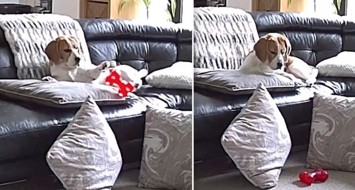 Funny Beagle Caught on Camera Being a Drama Queen