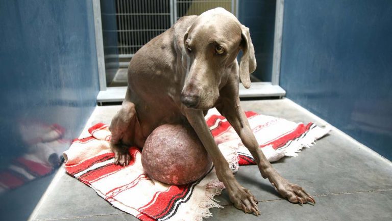 weimaraner with gigantic tumor rescued
