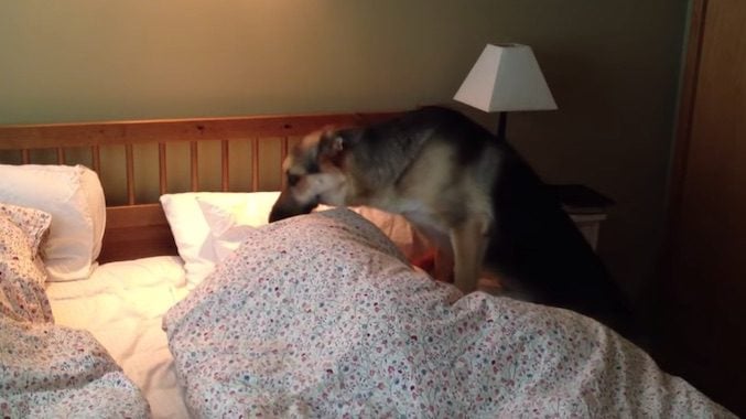 Hungry German Shepherd Dog Adorably Wakes Up Dad For Breakfast