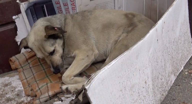 Dog Spent Her Entire Life On The Streets Until One Tourist Finally Saw Her