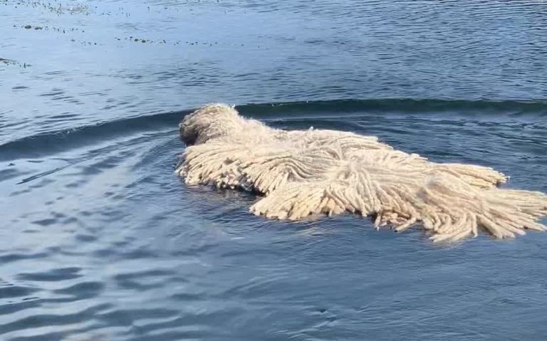 komondor swimming in river