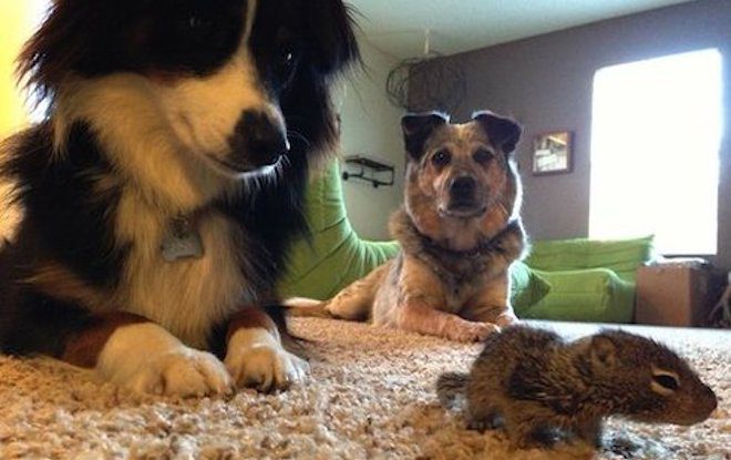 Sweet Dogs Adopt Orphaned Baby Squirrel