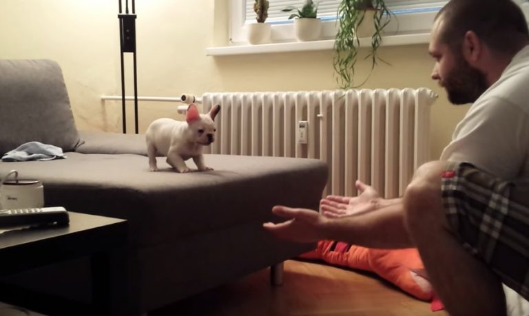 French Bulldog Puppy Jumps into His Dad’s Arms