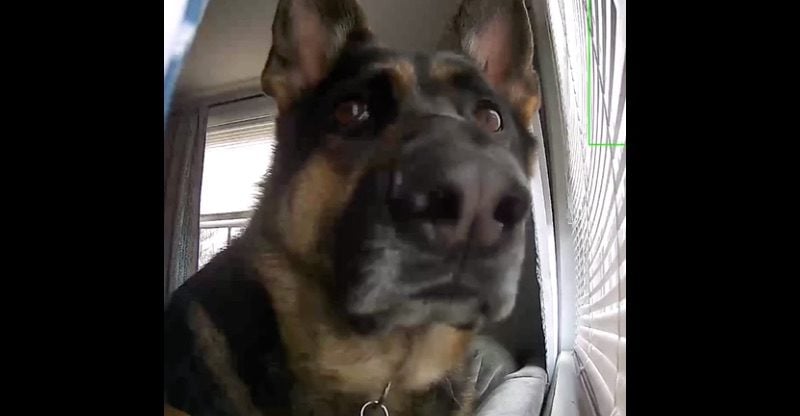 German Shepherd Activates Security Camera In Adorable Video