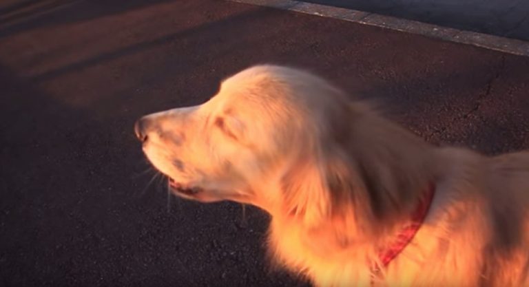 Golden Retriever’s Adorable Imitation of Ambulance Sirens