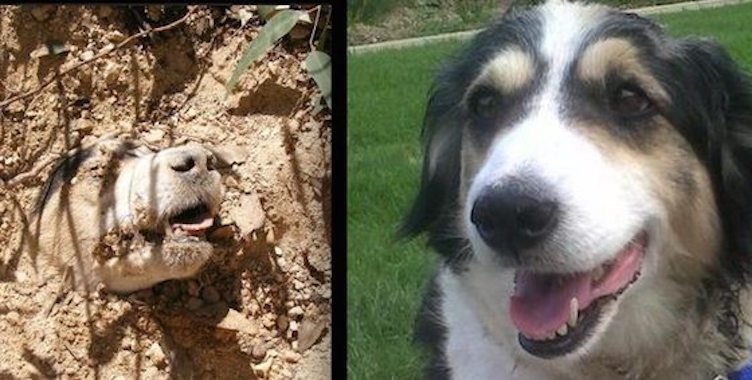 Dog Deemed ‘Too Old’ Shot and Buried Alive Miraculously Saved and Given Love Just in Time