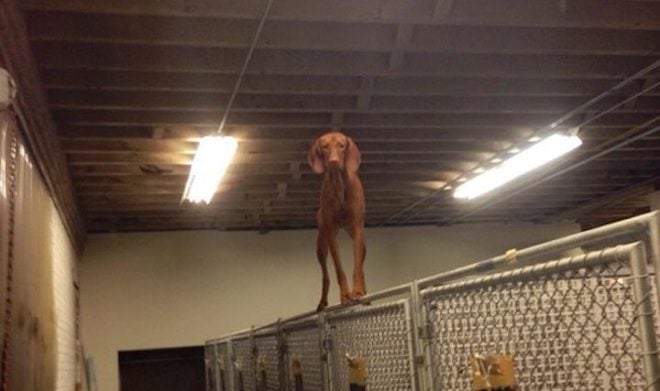 Vizsla Surprises Her Family When They Come To Pick Her Up From Daycare