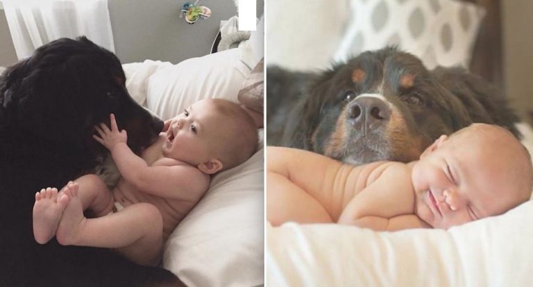 Loving Bernese Mountain Dog Welcomes Newborn Baby Home