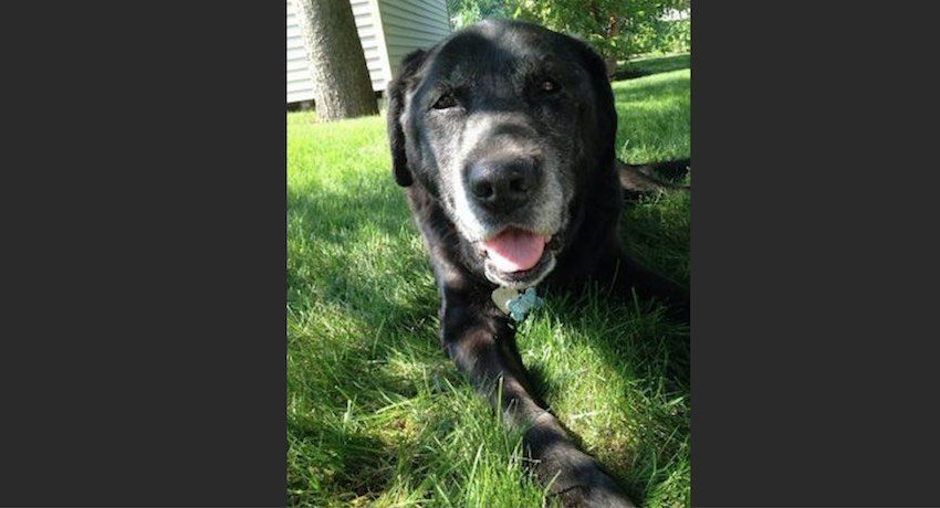 Man Writes Moving Farewell Tribute to Beloved Family Dog