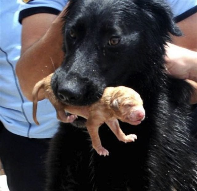 Firefighters were helped by a stray dog rescuing her puppies
