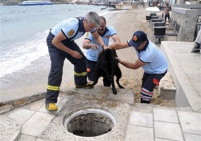 Firefighters were helped by a stray dog rescuing her puppies