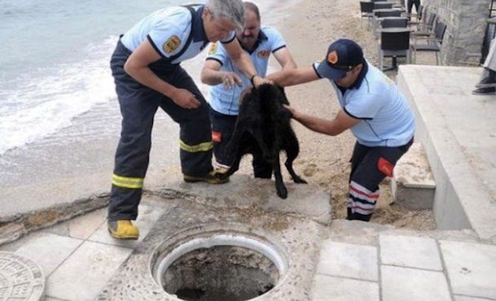 Heroic Dog and Firefighters Work Together to Save Her Puppies from Drain Hole