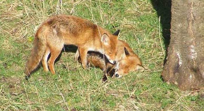 After A Year By Himself, Lonely Fox Living in Garden Finds Love