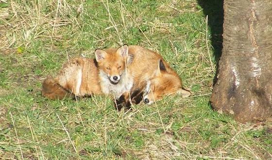 Wild fox living in woman's garden finds a girlfriend