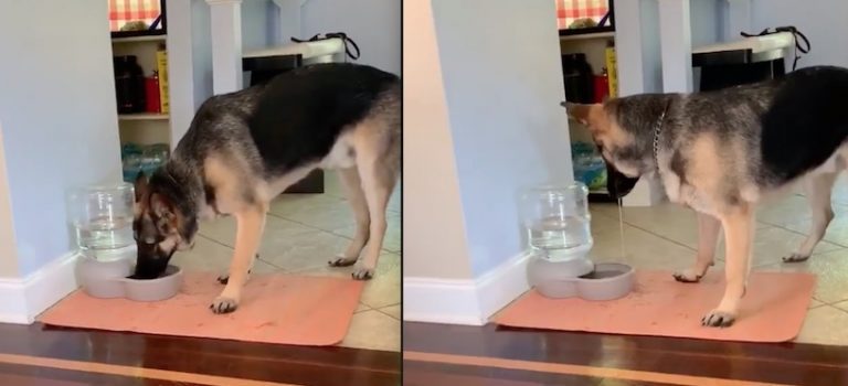 German Shepherd has Hilarious Reaction to Self-Filling Water Bowl