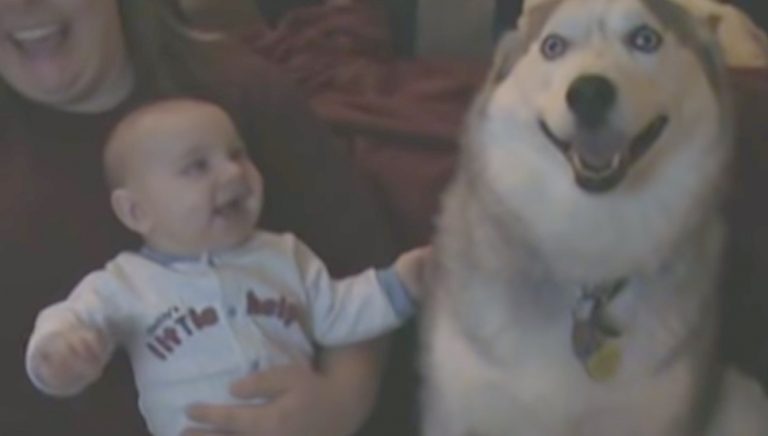Sweet Siberian Husky Makes Baby Laugh