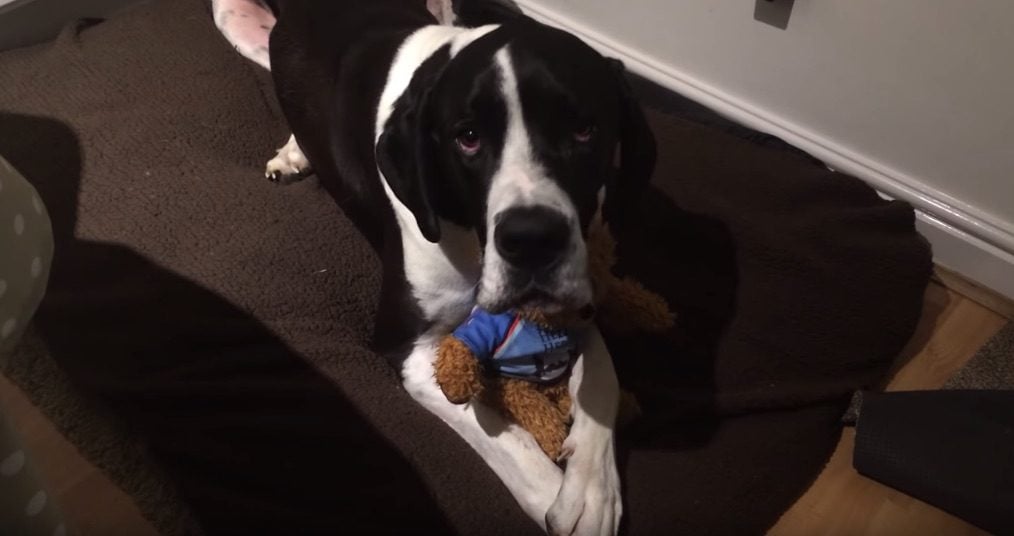 Adorable Great Dane Tells Mom Not to Take Away His Teddy Bear