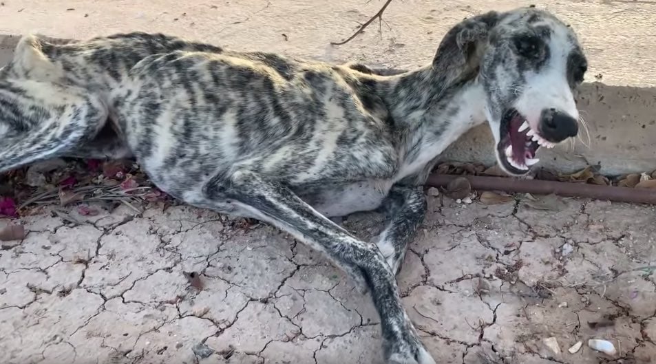 Abandoned Hunting Dog Won’t Stop Crying, But Days Later She Gives Rescuers Hope