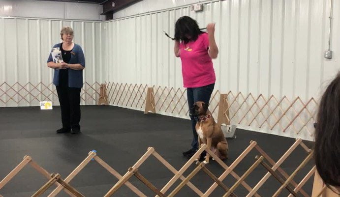 Adorable Dog Celebrates a Bit too Soon in Obedience Competition