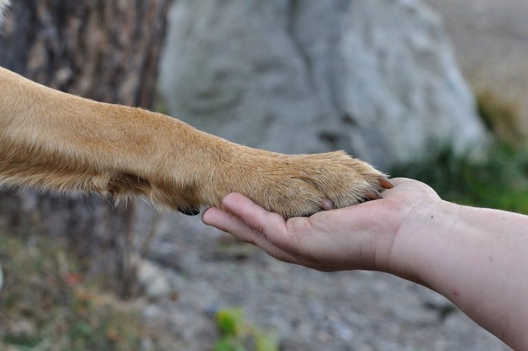 Dog Lover Tells Irresponsible Former Dog Owner Off