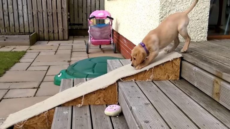 Cute Puppy Hilariously Tries Out His New Ramp