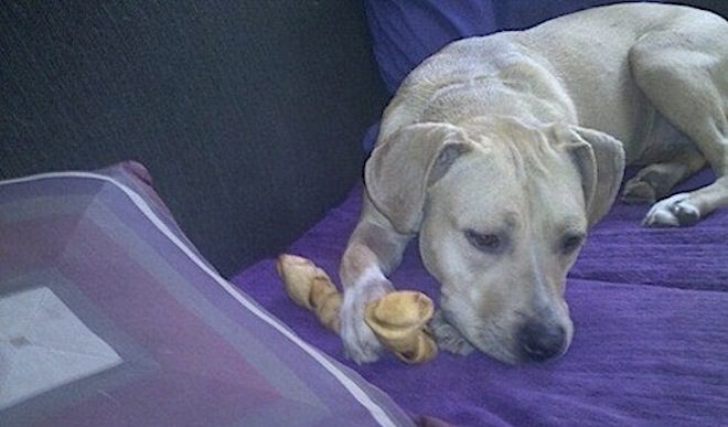 Stray Pit Bull Who Was Afraid of Everything Chooses Woman to Be Her Mom