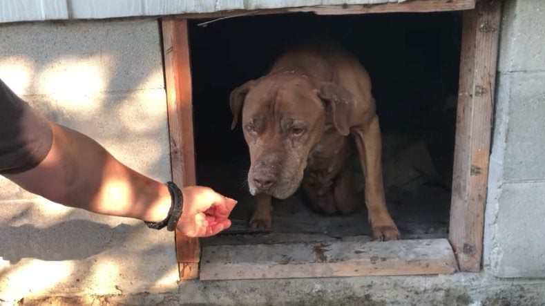 Paralyzed Dog Bravely Crawls Out from Under Abandoned Home into Rescuer’s Awaiting Arms