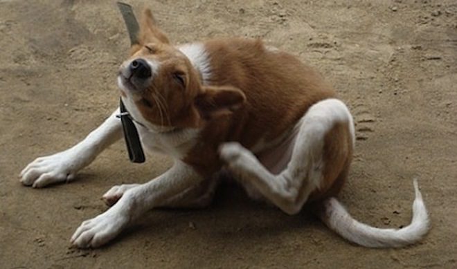 Fleas: How to Identify, Treat and Prevent Them from Infesting Your Dog