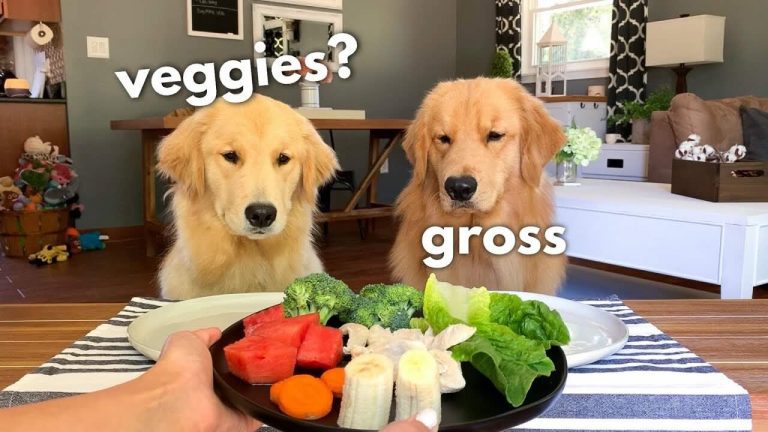 Tucker the dog reviews food