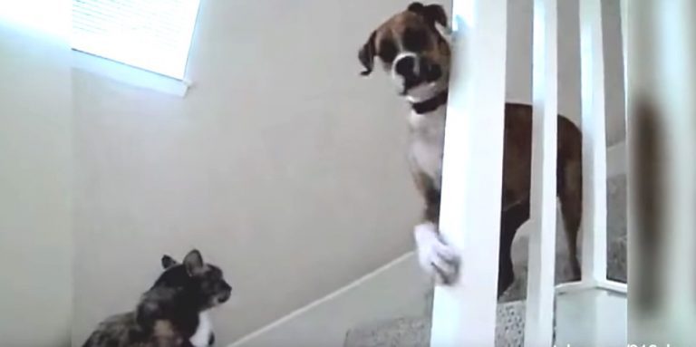 Bossy Cats Block Dogs From Passing Them In Hilarious Video Compilation