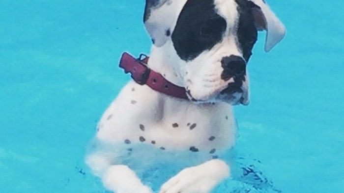 Dog Learns How To Splash By Copying Kids In Pool
