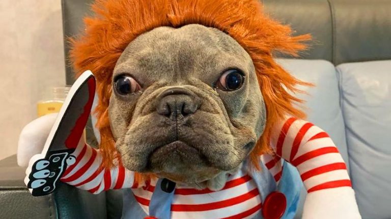 dog dresses up as chucky the doll