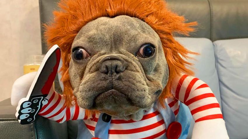 French Bulldog Dresses As Chucky And Wins Halloween