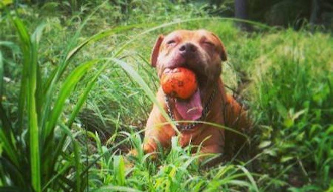 Letter from Pit Bull’s Rescuer to Her Former Owner is as Heartbreaking as It is Heartwarming