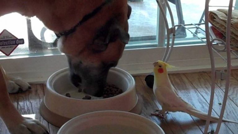 Cockatiel Sings Sweetly to Dog While He Eats Dinner