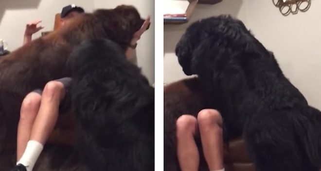Newfoundland Brothers Battle for the Best Seat in the House—Dad’s Lap