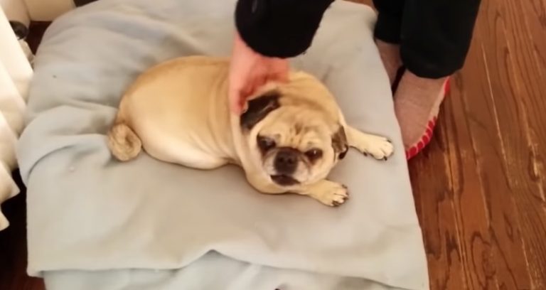deaf pug excited mom home