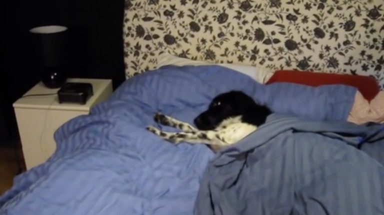 Funny Dog Turns Off Alarm Clock to Start the Day