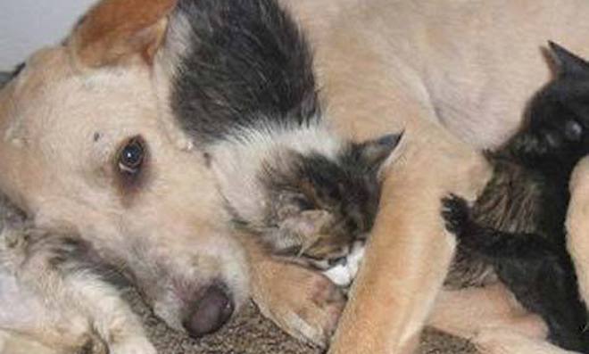 formerly stray dog rescues kittens