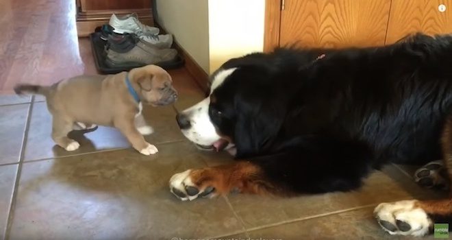 Bernese Mountain Dog Befriends 4-Week-Old Foster Puppy