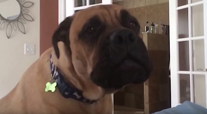 Cute Bullmastiff Tells His Dad He Wants to be Lifted Onto The Bed