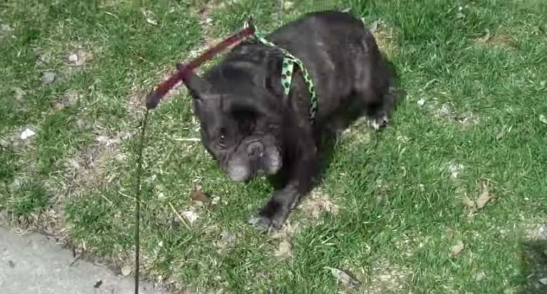 French Bulldog Scared By His Own Farts
