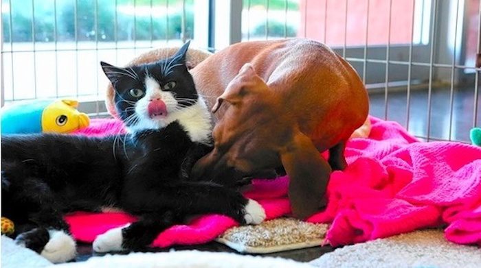Devoted Dachshund Refuses to Leave Paralyzed Cat’s Side After Both Abandoned