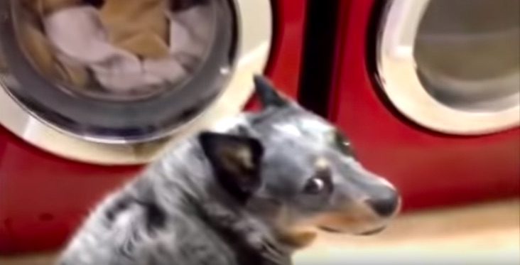 Funny Dog Waits Impatiently for His Favorite Toy to Be Washed