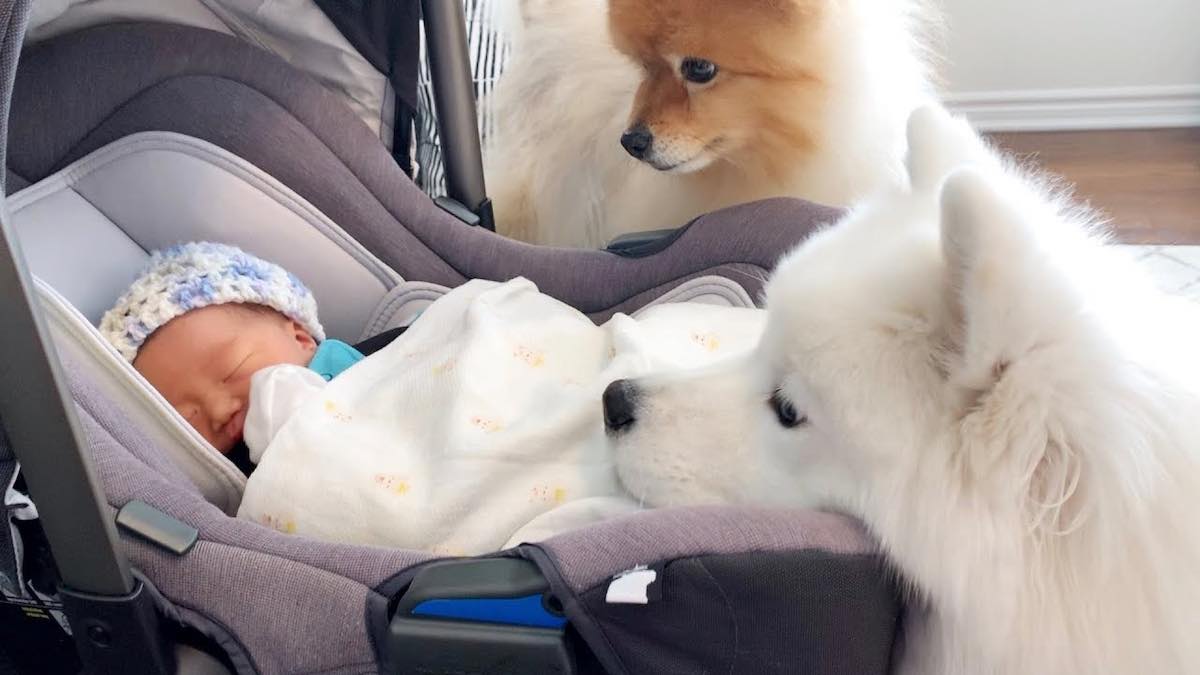 Sweet Dogs Meet Their Human Baby Sister For The First Time