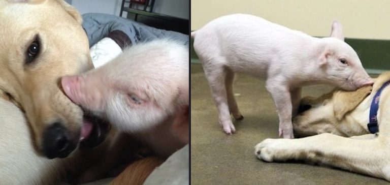 Dog Adopts Rescued Piglet and Helps Nurse Her Back to Health