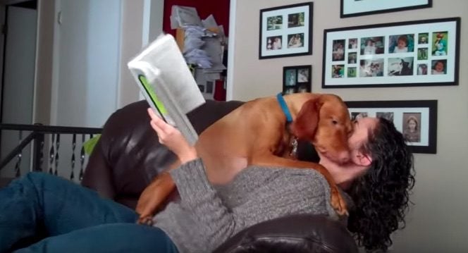 ‘Velcro’ Vizsla Stops Her Mom From Reading to Get Hugs