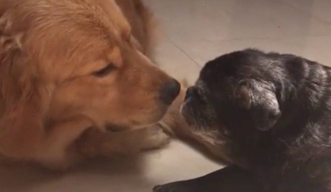 Gentle and Loving Puppy Dotes On Blind Senior Dog