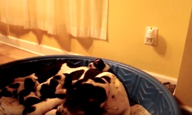 puppy makes his first howl